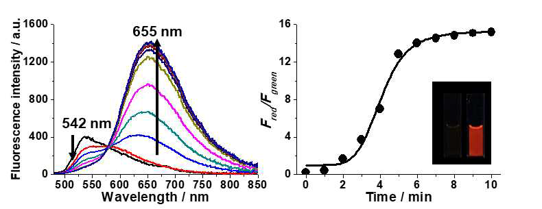 Time-dependent fluorescence Response of 1–Phe-Phe-DEVD upon incubation with Caspase