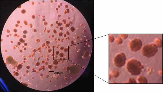 마우스 췌도 세포의 분리 및 DTZ 염색