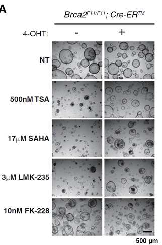 마우스 췌장 오거노이드의 약물 반응성 테스트로서의 효능검증 (Park et al., FEBS J. 2017)