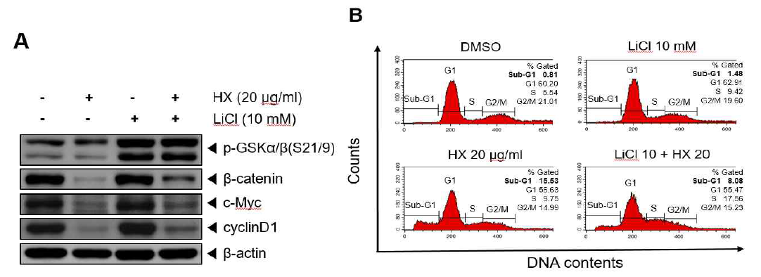 Hexane 분획과 LiCl을 공동 처리한 western blotting과 flow cytometry 분석