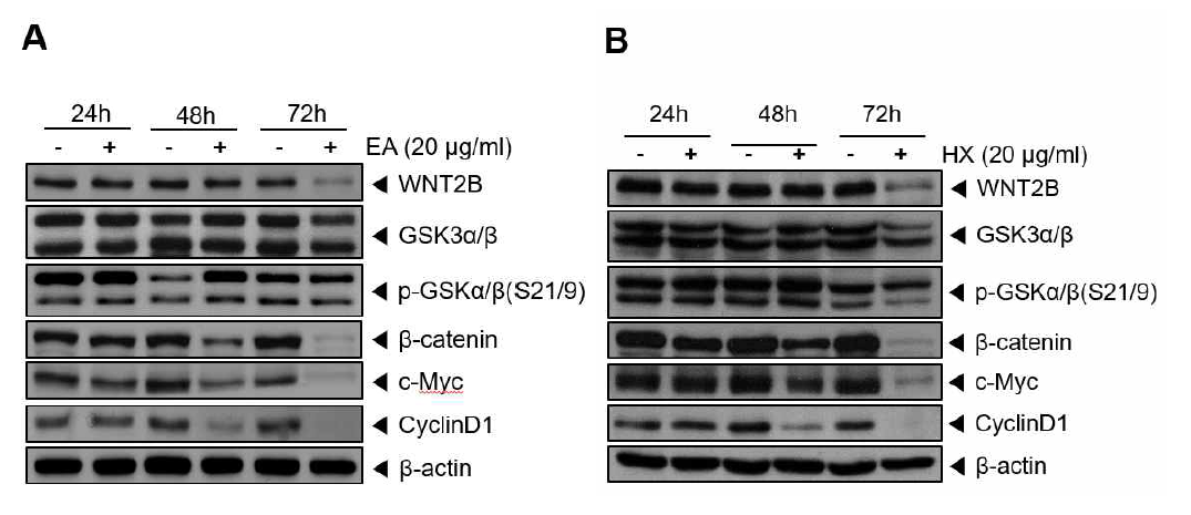 MCF-7 cells에 ethyl acetate와 hexane 분획을 처리하여 Wnt/β-catenin 신호전달 경로 관련 단백질의 Western blot