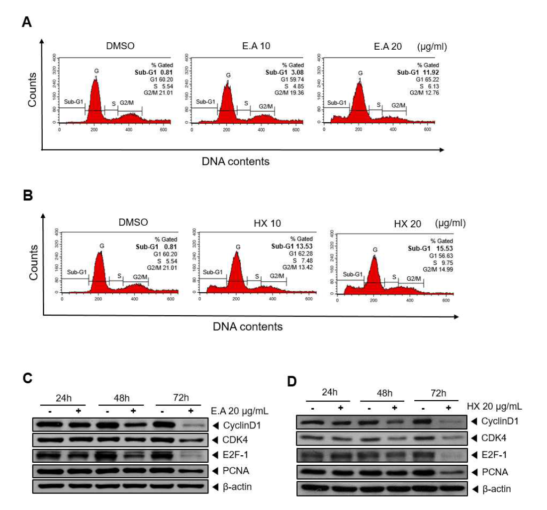 MCF-7 세포에서 Ethyl acetate와 hexane 분획에 의한 세포주기 분석과 western blotting