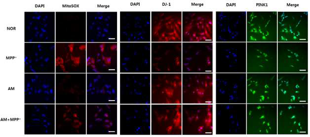 SH-SY5Y 세포에서 MPP+에 의한 ROS 생성과 DJ-1 및 PINK1 감소 현상이 백출 처리에 의해 억제됨