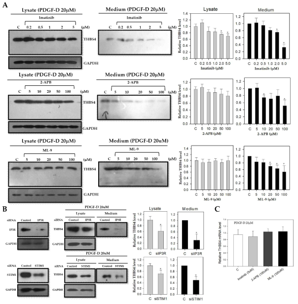 Effect of PDGF-D stimulation of THBS4 after blockage of PDGFRβ, IP3R, and STIM1. (A) Western blot with anti-THBS4 antibody in whole cell lysate (left panel) or cultured medium (right panel) of DLD-1 cells cultured with PDGF-D (20 μM) for 8 h in the presence of imatinib (0, 0.2, 0.5, 1, 2, and 5 μM) for 16 h, 2-APB (0, 5, 10, 20, 50, and 100 μM) for 16 h, or ML-9 (0, 5, 10, 20, 50, and 100 μM) for 16 h, respectively. (B) Western blot with anti-THBS4 antibody in whole cell lysate or cultured medium of DLD-1 cells transfected with siIP3R or siSTIM1 and cultured with PDGF-D (20 μM) for 8 h. (C) Relative mRNA expression levels as determined with real-time PCR for THBS4 of DLD-1 cells cultured with PDGF-D (20 μM) for 8 h in the presence of imatinib (5 μM) for 16 h, 2-APB (100 μM) for 16 h or ML-9 (100 μM) for 16 h, respectively. Three independent experiments were performed in duplicate. * P < 0.05, compared with control, t-test