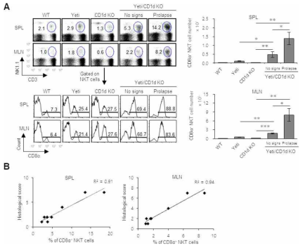 Conventional condition에서 Yeti/CD1d KO B6 생쥐의 CD1d 비의존적 NKT 세포 변화 조사
