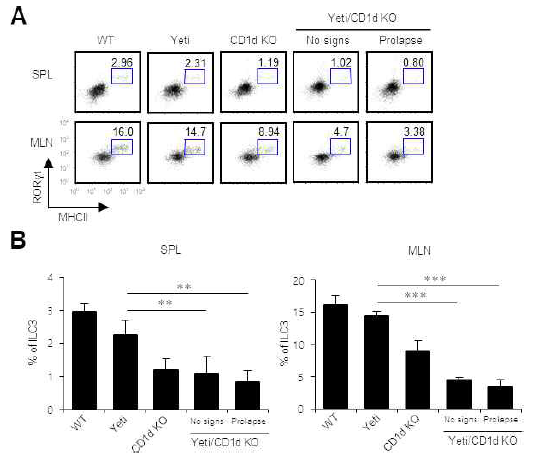 Conventional condition에서 Yeti/CD1d KO B6 생쥐의 ILC3 세포 변화 조사