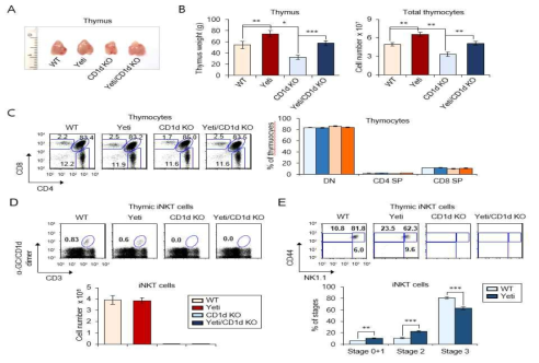 Yeti 생쥐에서 흉선 내 iNKT 세포 발달 조사