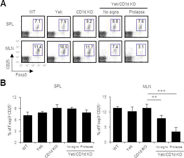 Conventional condition에서 Yeti/CD1d KO B6 생쥐의 Treg 세포 변화 조사