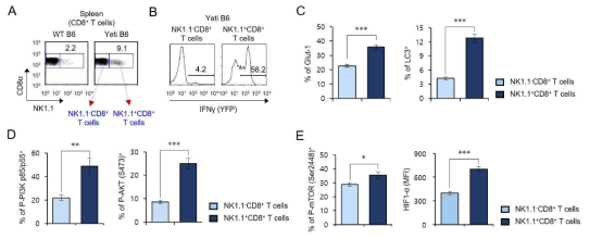 CD1d 비의존적 NKT 세포에서의 glycolysis와 PI3K-AKT-mTOR 신호 발현 조사