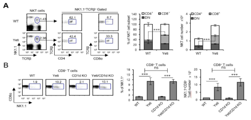 Yeti 생쥐에서 CD1d 비의존적 NKT 세포의 발현 양상 조사