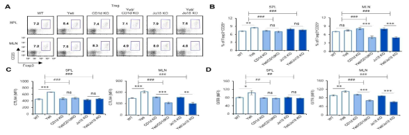 DSS 유도 염증성 장질환 발생 시 iNKT 세포 결핍 Yeti B6 생쥐의 Treg 세포 변화