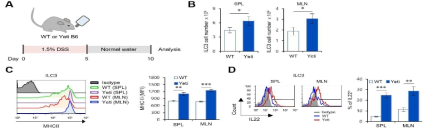 DSS 유도 염증성 장질환 발생 시 Yeti B6 생쥐의 ILC3 세포 변화