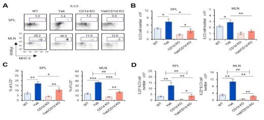 DSS 유도 염증성 장질환 발생 시 iNKT 세포 결핍 Yeti B6 생쥐의 ILC3 세포 변화 양상
