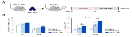DSS 유도 염증성 장질환 발생시 iNKT 세포 주입이 ILC3 세포에 미치는 영향