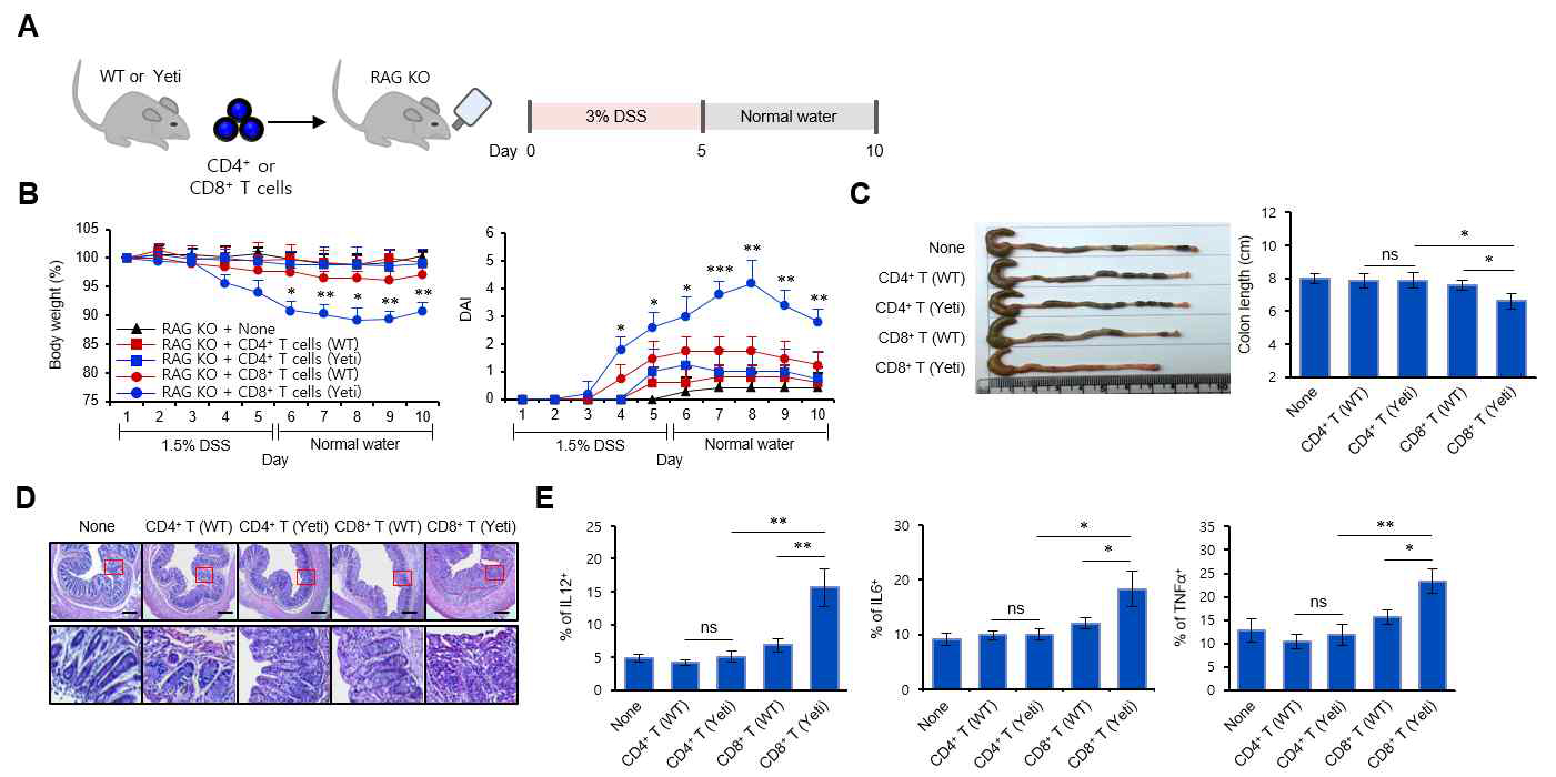Yeti 생쥐 유래 CD4+ T 또는 CD8+ T 세포 주입이 DSS 유도 염증성 장질환 발생에 미치는 영향