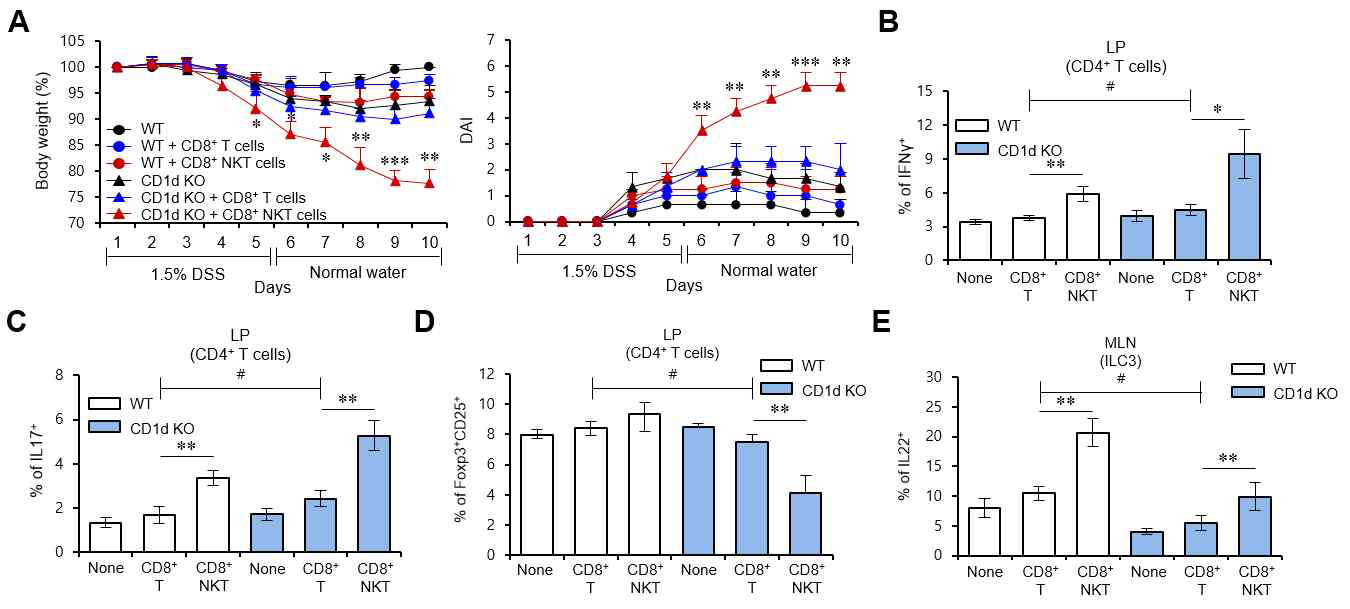 CD1d 비의존적 CD8+ NKT 세포의 주입이 염증성 장질환 발생에 미치는 영향