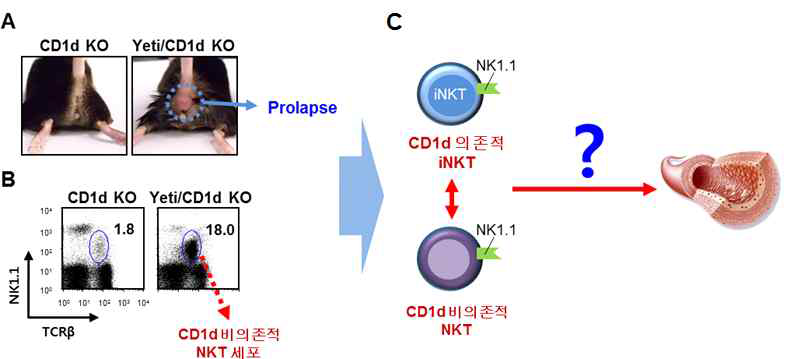 Yeti/CD1d 생쥐의 prolapse 발생과 NKT 세포 변화