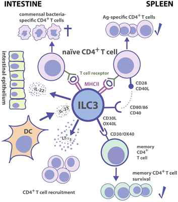 ILC3의 염증성 장질환 조절 기전