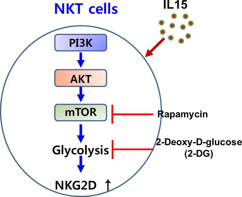 CD1d 비의존적 NKT 세포의 형성
