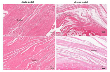 급성 어깨 힘줄 파열 동물 모델과 만성 어깨 힘줄 파열 동물 모델 개발