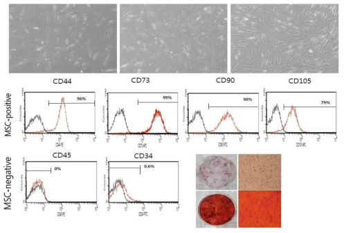 힘줄에서 추출한 힘줄 유래 줄기세포의 특성 확인