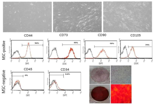 근육에서 추출한 근육 유래 줄기세포의 특성 확인