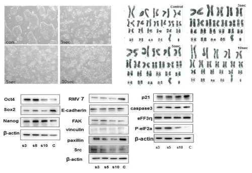 플라즈마 처리에 따른 역분화줄기세포의 세포형태 및 염색체 핵형의 변화 및 단백발현 확인