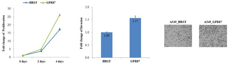 GPR87 과발현에 따른 폐암세포의 증식과 침윤 변화