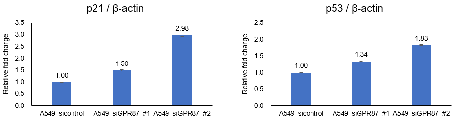 GPR87 발현 억제에 의한 p21과 p53 지표유전자의 발현 변화