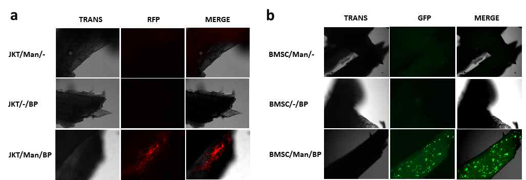 Enhanced bone-binding affinity of (a) RFP-Juarkat and (b) GFP-BMSC. Cells treated with DMSO only, Ac4ManNAz only, DMSO/ADIBO-BP, or Ac4ManNAz/ADIBO-BP were incubated with mouse femur bone fragments for 30 min; thereafter the bone fragments were washed to remove the unbound cells. Only the Ac4ManNAz/ADIBO-BP treated RFP-Jurkat and GFP-BMSC showed a stronger affinity to mouse bones. (magnification: 4X)
