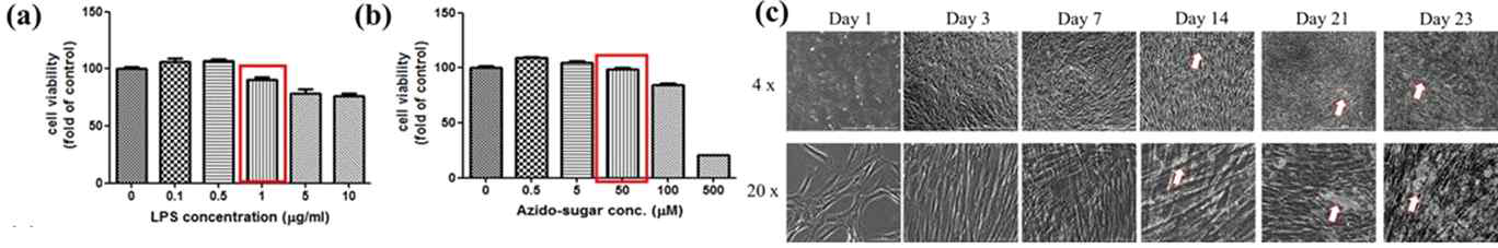 Reagent concentration and calcificated effects of odontogenic differentiation media. hDPC were treated with 0-10 μg/ml of LPS (a) or 0-500 μM Azido-sugar (b) for 24h and cell viability was analyzed using the MTT assay. The 1 μg/ml concentration of LPS was chosed for inducing inflammation and 50 μM concentration of Azido-sugar was chosed for tracking of exosomes. (c ) Cell morphology of hDPC cultured in odontogenic differentiation media (arrow indicates calcification). On day 14, calcifications of hDPC can be detected using LionheartTM FX Automated Microscope (magnification, 4X and 20X)