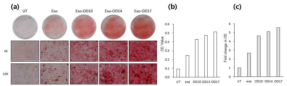 Alizarin red staining and their absorbance of SAOS-2 cells on day 17 treated with hDPC-exo or hDPC-exo-OD. (a) Images of alizarin red staining showed that the mineralization effects of exo or exo-OD10, 14, 17. (b) OD values of alizarin red staining and (c )fold changes among the groups. The results showed that mineralization effect of SAOS-2 cells treated with exo-OD17 was the best