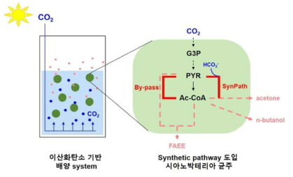 합성 이산화탄소경로(SynPath)를 도입한 시아노박테리아 균주 모식도