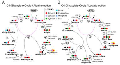 이산화탄소 고정을 위한 carboxylating enzyme 이용 synthetic pathway