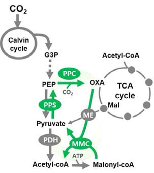 이산화탄소 고정을 위한 carboxylating enzyme 이용 synthetic pathway