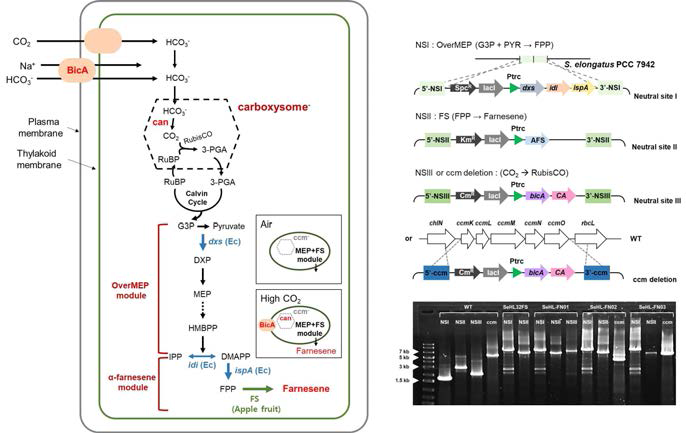 이산화탄소 이용 파네신 생산을 위한 대사공학 모식도 및 유전 자 도입 형질전환 균주의 확인