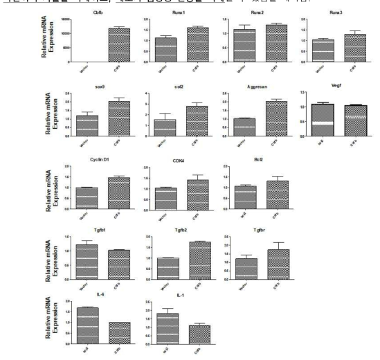 Real time-PCR을 이용한 연골마커들의 변화