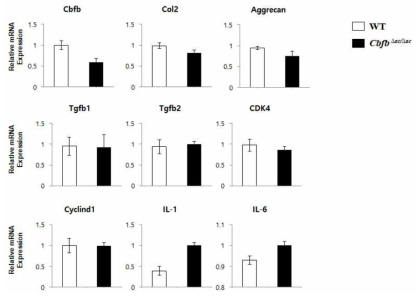 Real time-PCR을 이용한 연골마커들의 변화 연골세포에서의 Cbfb의 결실(loss-of-function)은 연골의 변성을 유도함