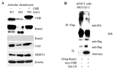 Cbfb는 연골세포의 항상성을 유지하는 중요한 인자