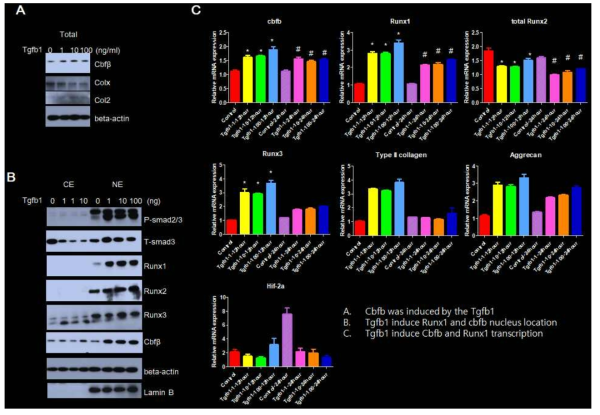 Tgfb의 처리에 의한 Cbfb/Runx1의 유전자 및 단백질 발현변화