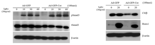 Cbfb와 Tgfb 신호전달의 상호관계