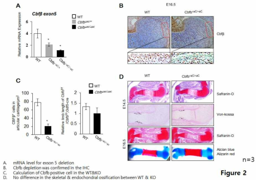 Cbfb의 결실이 연골 및 뼈의 발생에 영향을 주지 않음