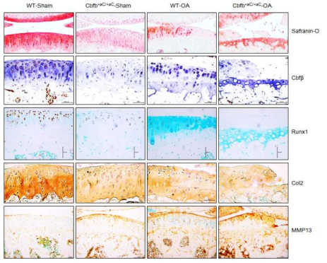 Cbfb의 결실에 의한 골관절염의 자연발생 및 골관절염 진행 촉진