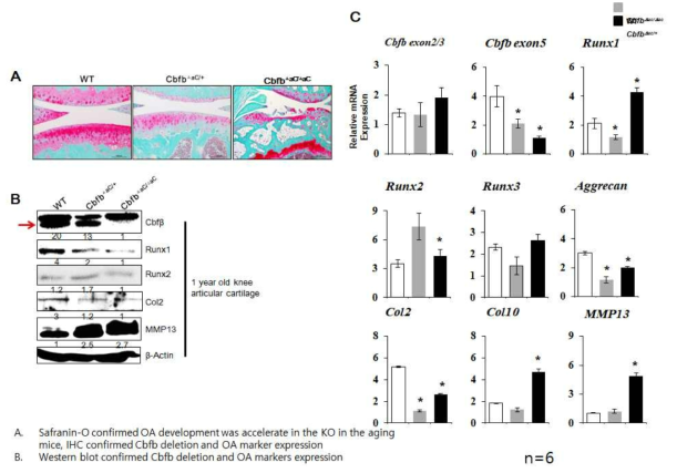 cbfb는 Aging에 의한 관절연골의 파괴와 골관절염의 진행을 촉진함