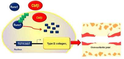 Cbfb는 관절연골의 항상성을 유지하는 중요한 인자