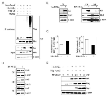 Hif-2a가 Runx2 단백질의 발현을 억제하고 Cbfb의 세포핵내로의 translocation을 억제함