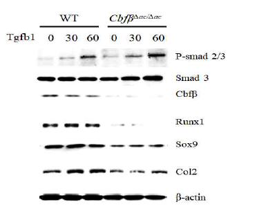 Cbfβ의 결실에 의한 Tgfβ 신호전달