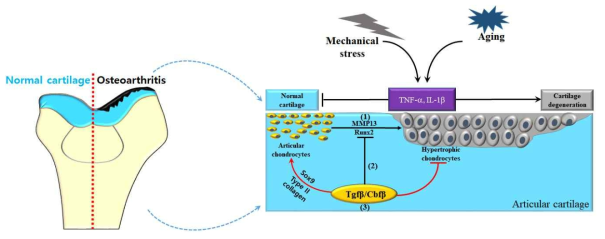 Tgfβ/Cbfβ 에 의한 골관절염의 억제