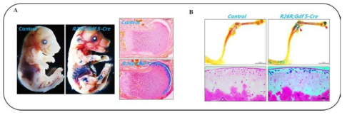Gdf5-cre 생쥐가 관절연골에 특이적으로 발현됨을 증명 선행연구를 통하여 X-ga l염색을 통해 Gdf5-cre가 태생기 (A) 와 성체 (B)에서 관절연골에 특이적으로 발현함을 보여줌