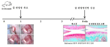 골관절염 유도 모델